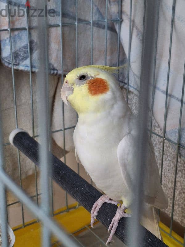 Male Latino Cockatiel             ذكر كروان لاتينو 0