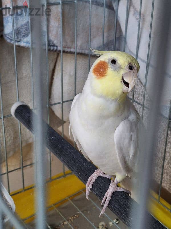 Male Latino Cockatiel             ذكر كروان لاتينو 1