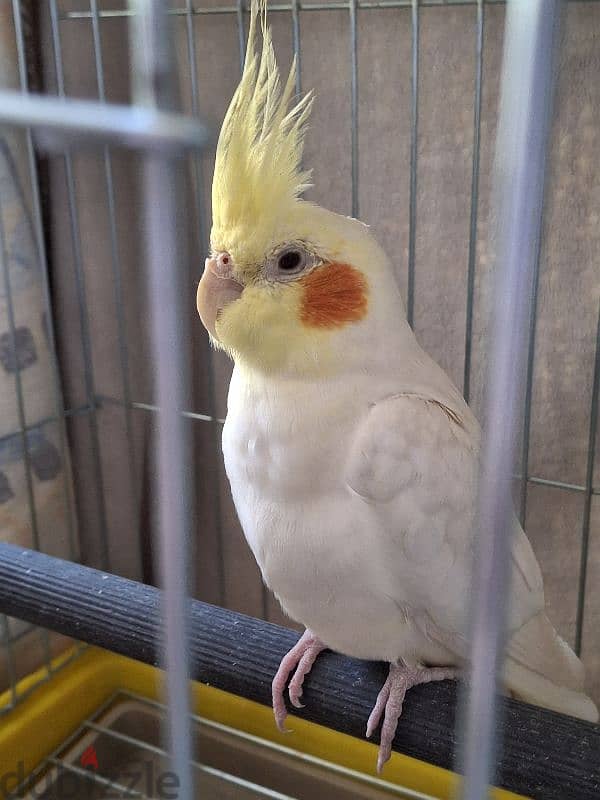 Male Latino Cockatiel             ذكر كروان لاتينو 2