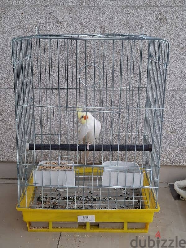 Male Latino Cockatiel             ذكر كروان لاتينو 4