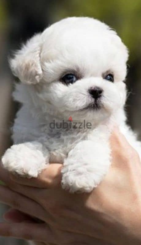 bichon mlatais 1