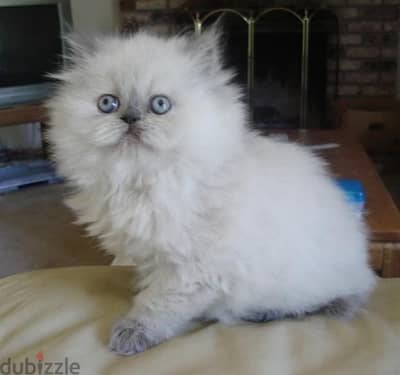 Persian Peke Face