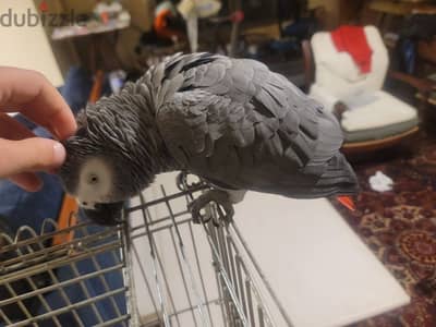 Friendly Tamed Casco African Grey Parrot ببغاء كاسكو اليف