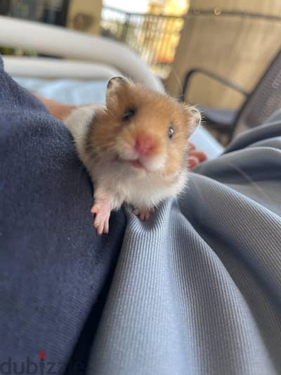 syrian hamster snowie