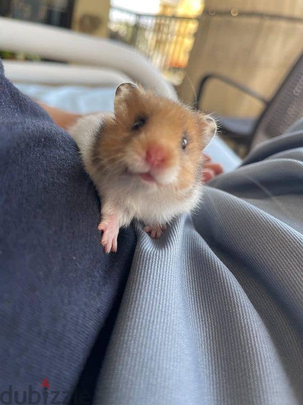 syrian hamster snowie 0