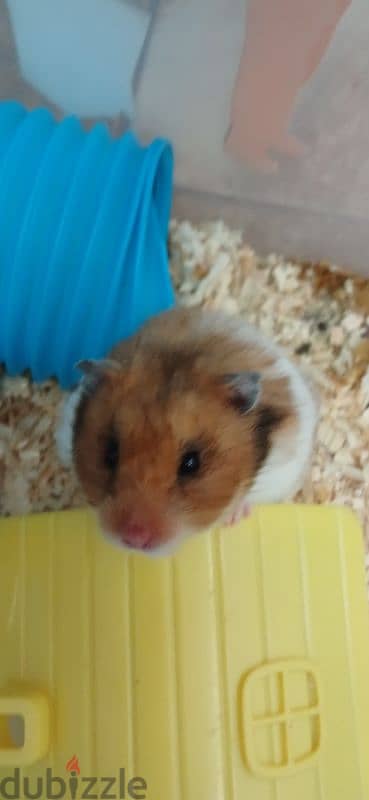 syrian hamster snowie 1