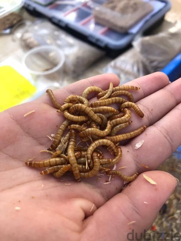 live mealworm دود القبابي 0