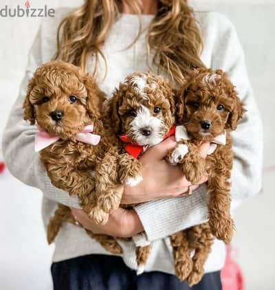 Unique Mini Goldendoodle Puppies Available/ dog كلب كلاب