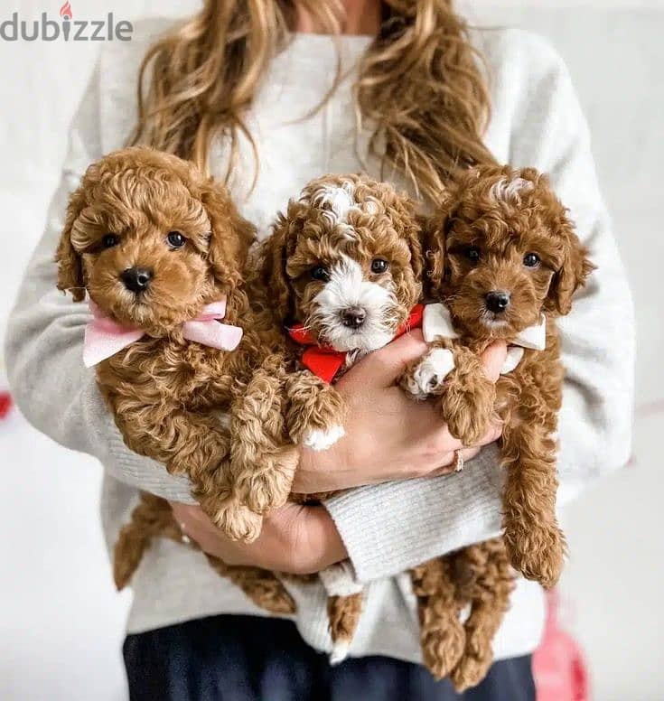 Unique Mini Goldendoodle Puppies Available/ dog كلب كلاب 0