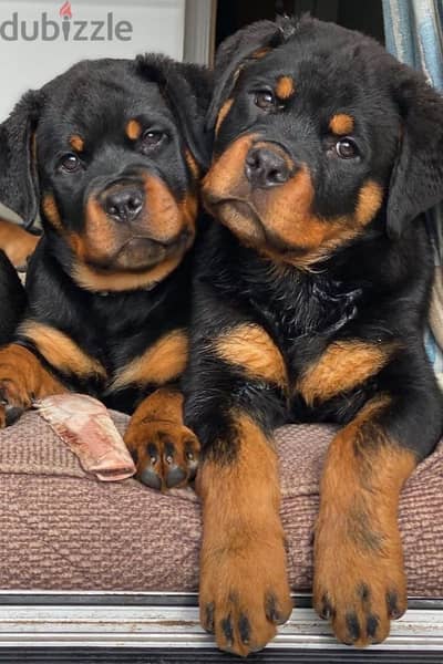 Protective Rottweiler Puppies Available/ dog كلاب كلب