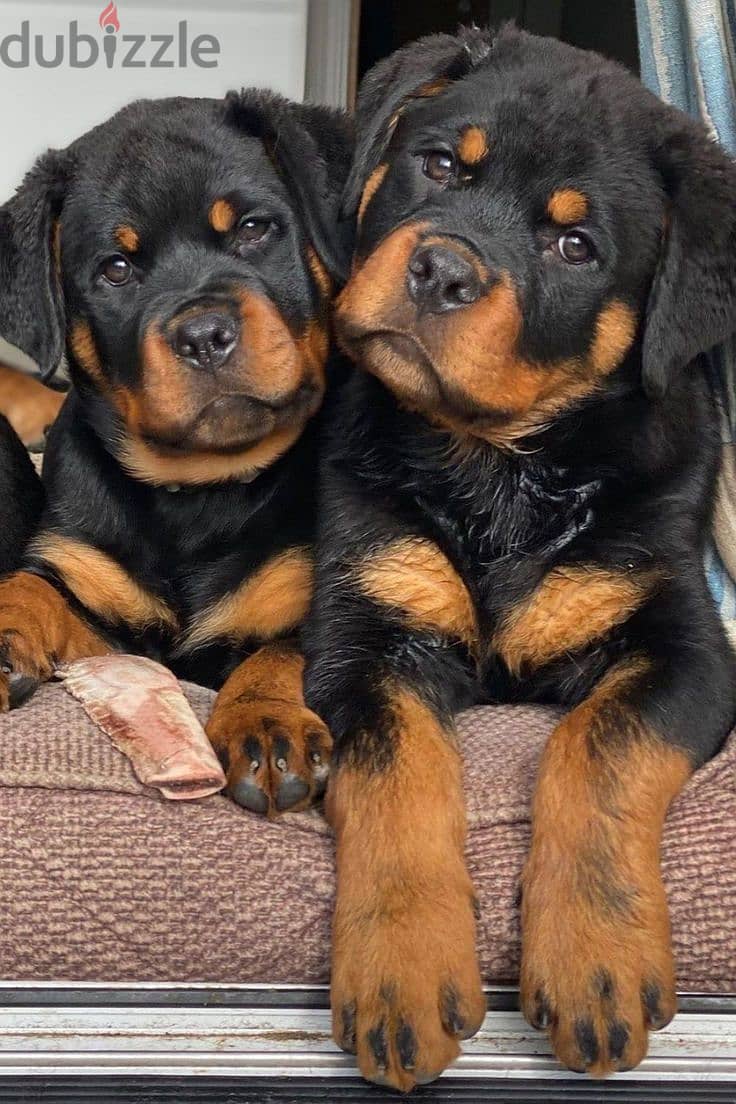 Protective Rottweiler Puppies Available/ dog كلاب كلب 0