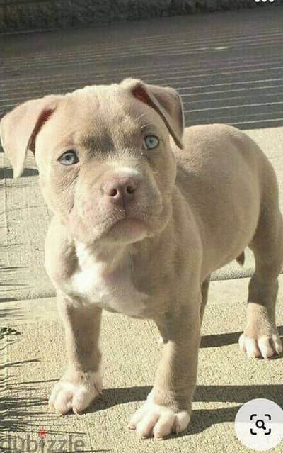 Loyal American Bully Classic Puppies Available in Store/ dog كلاب كلب