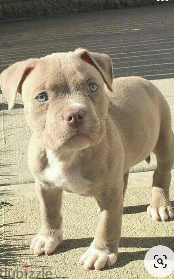 Loyal American Bully Classic Puppies Available in Store/ dog كلاب كلب 0