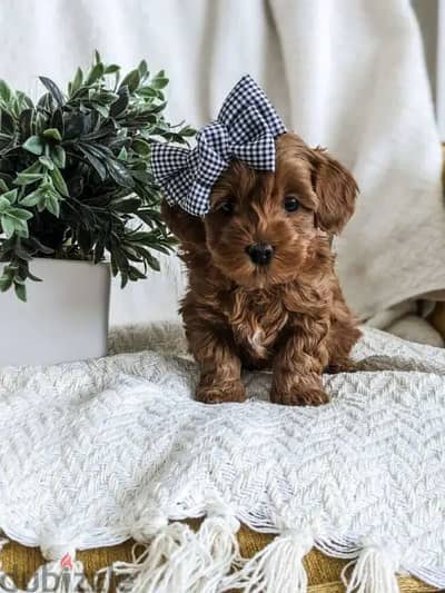 Cute Cavapoo Puppies Available/ dog كلاب كلب