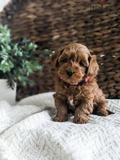 Special Cavapoo Puppies Available/ dog كلب كلاب