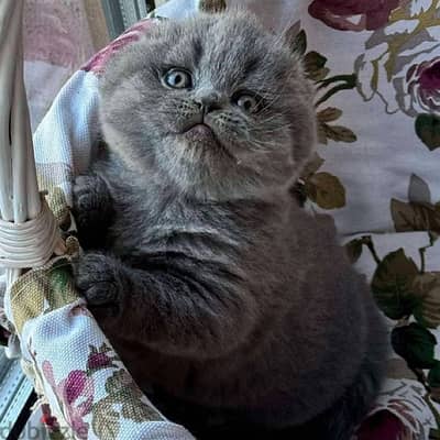 scottish fold kitten cel70223131