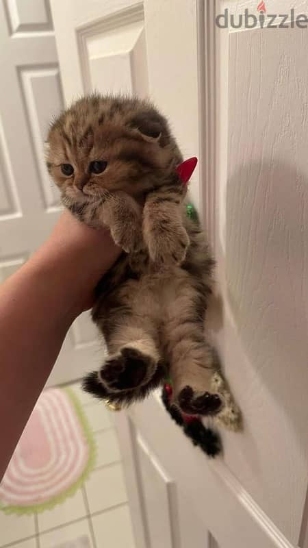 scottish fold kitten cel70223131 2