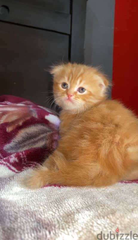 scottish fold kitten cel70223131 3