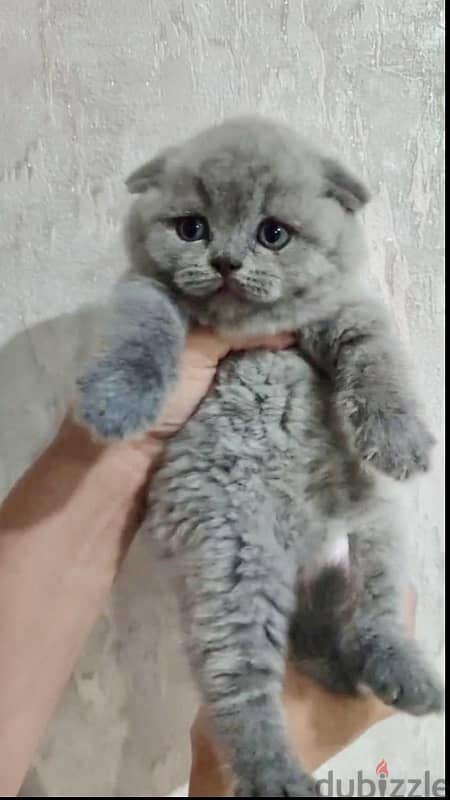 scottish fold kitten cel70223131 5