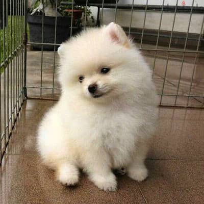 Small Size Pomeranian Spitz Puppies/ Delivery/ dog كلب كلاب