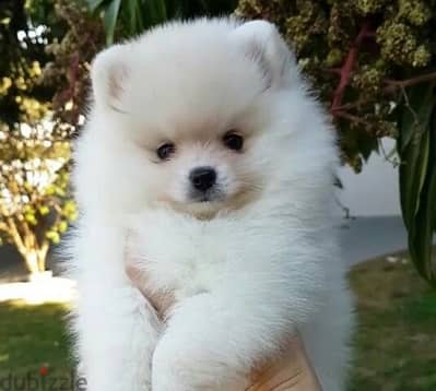 Cute Pomeranian Spitz Small Size Puppies/ Delivery/ dog كلب كلاب