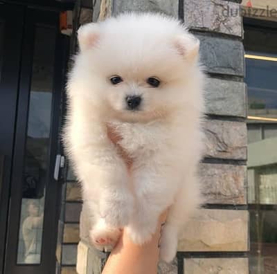 Small Size Pomeranian Spitz Puppies/ Delivery/ dog كلب كلاب