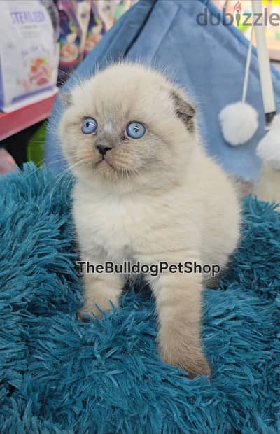 Unique Scottish Fold Kitten /Delivery cat قطط