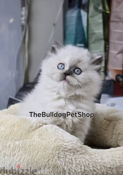 Beautiful Himalayan Kitten/ Dellivery cat قطط