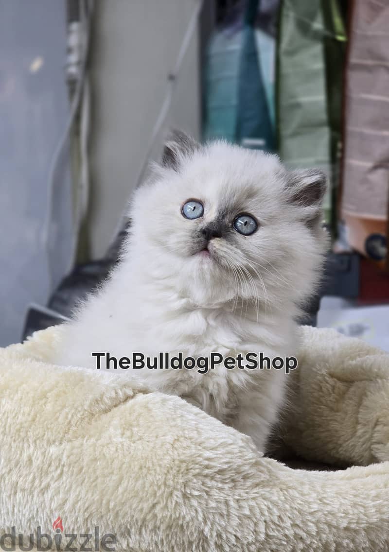 Beautiful Himalayan Kitten/ Dellivery cat قطط 0