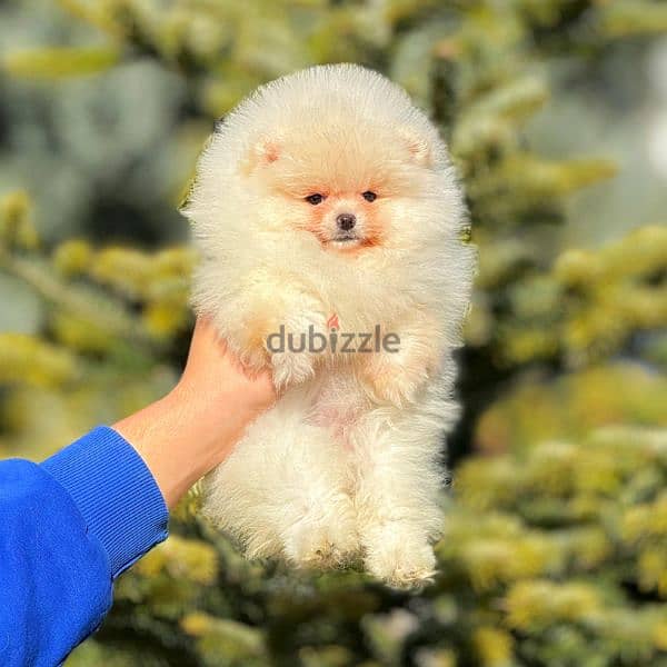 pomeranian boo 1