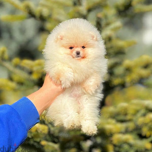 pomeranian boo 2