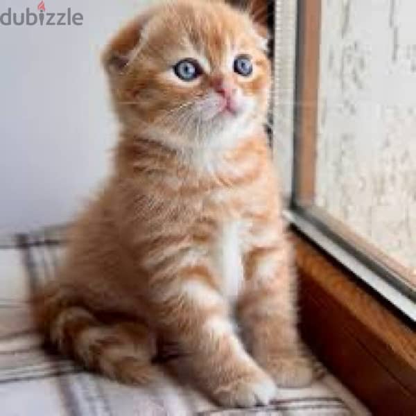 orange Scottish fold 0