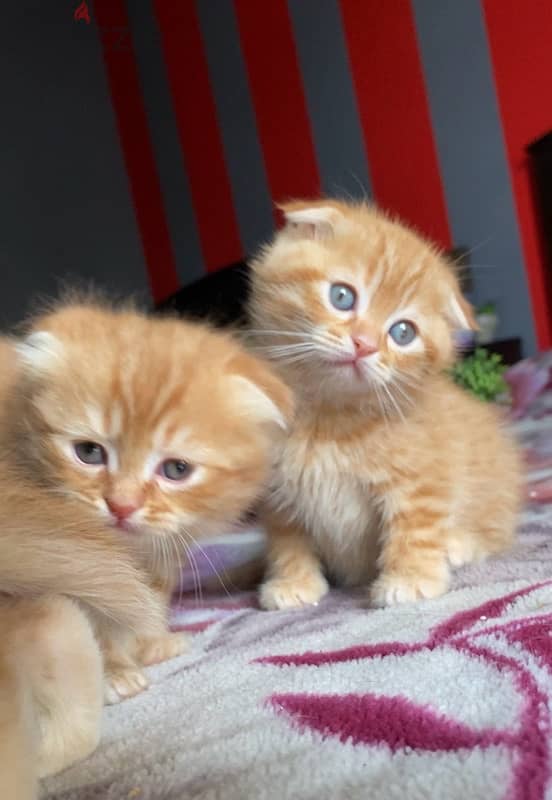 orange Scottish fold 1