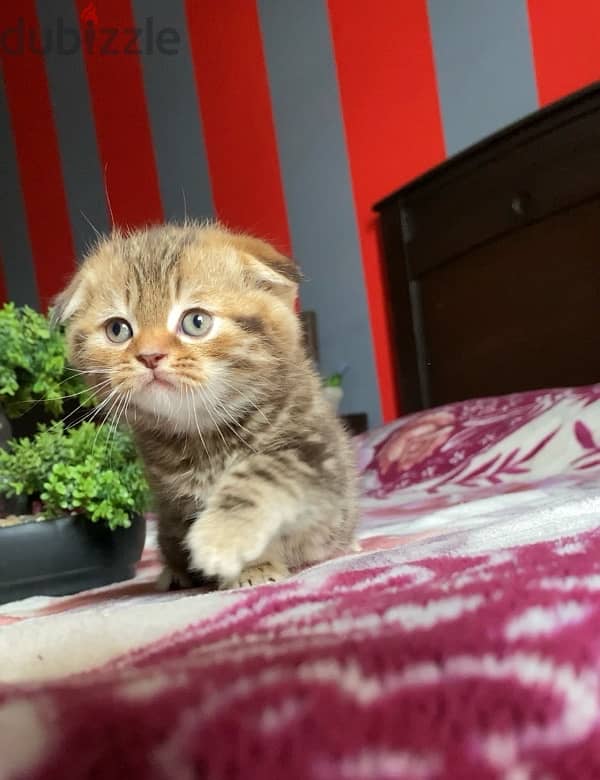 orange Scottish fold 2