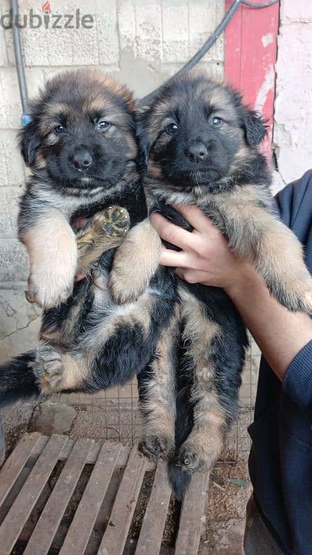 German shepherd puppies for sale 0