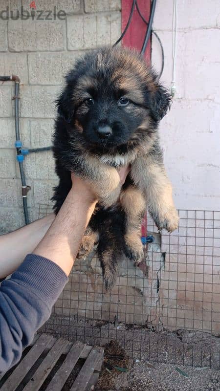 German shepherd puppies for sale 1