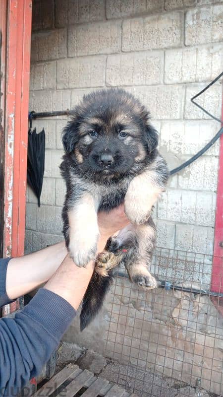 German shepherd puppies for sale 2