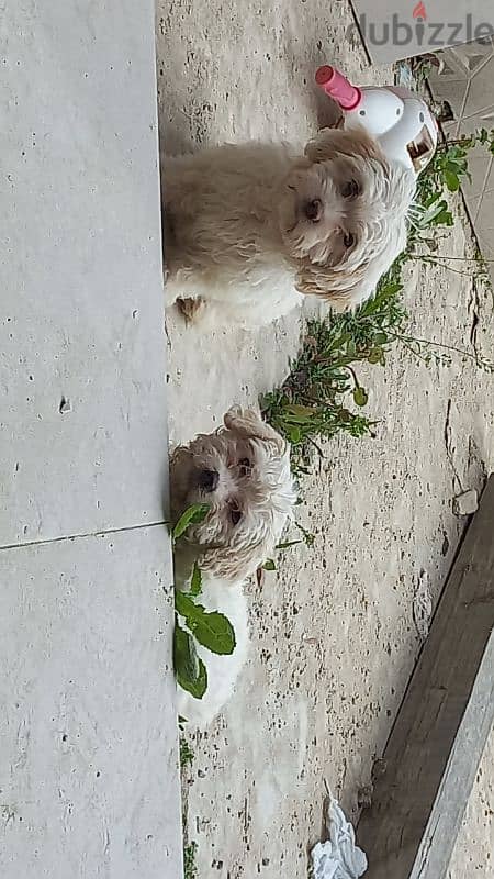 bichon maltais 0