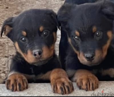 rottweiler puppies