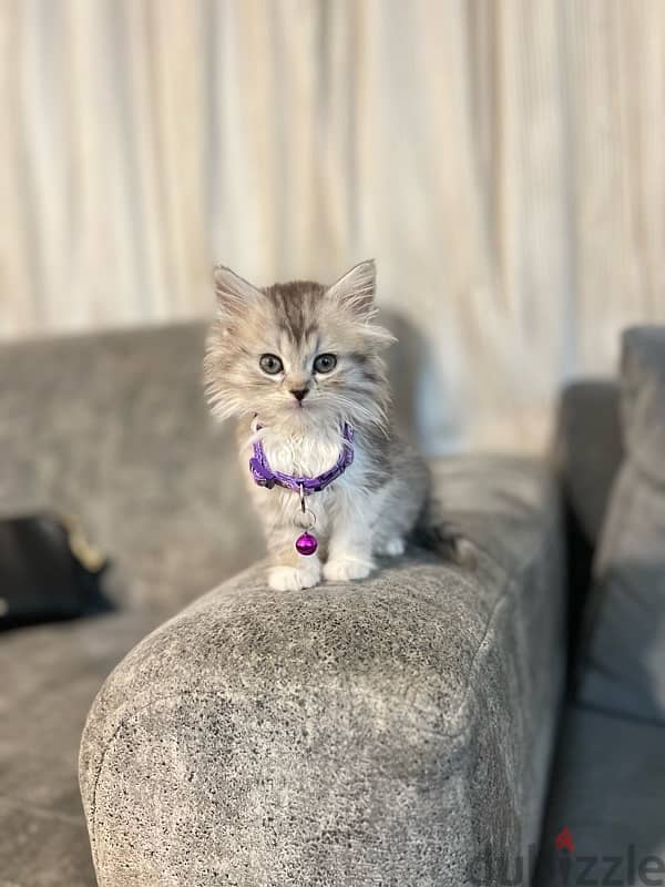 pure persian kitten 1