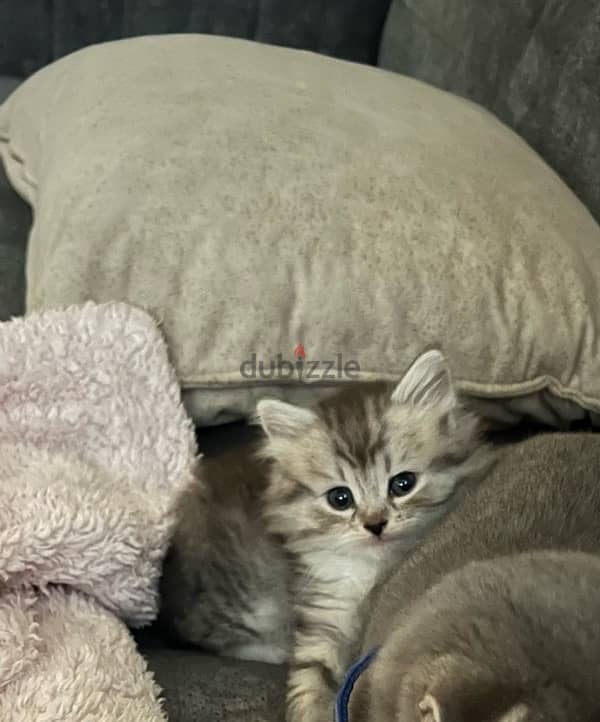 pure persian kitten 2