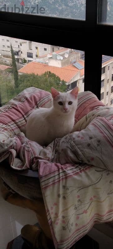 turkish angora