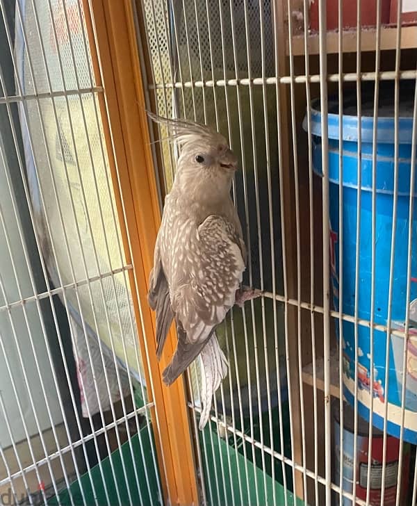 Female cockatiel white faced كروان 0