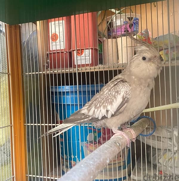 Female cockatiel white faced كروان 1