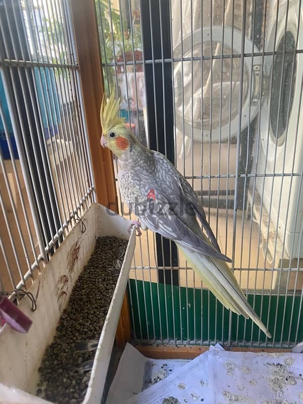 Male cockatiel كروان ذكر 0