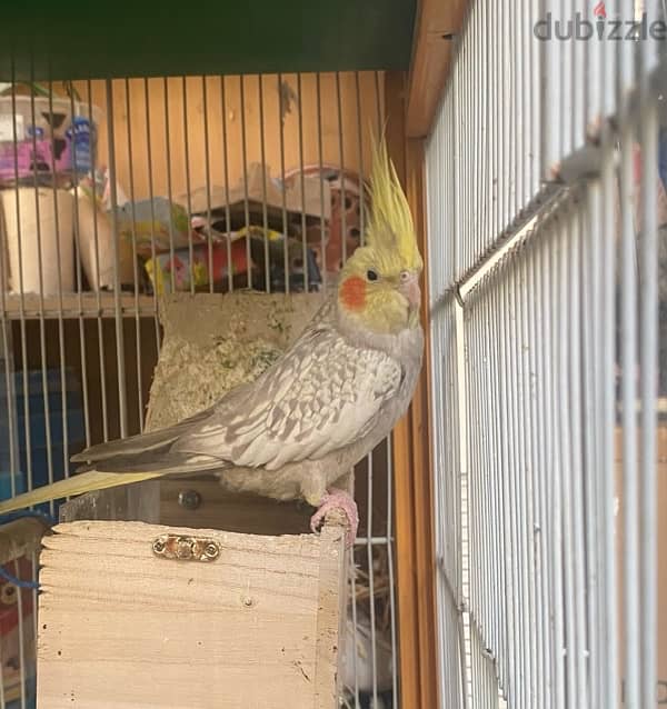 Male cockatiel كروان ذكر 1