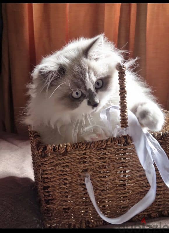 pure breed Ragdoll 3 months kitten 3