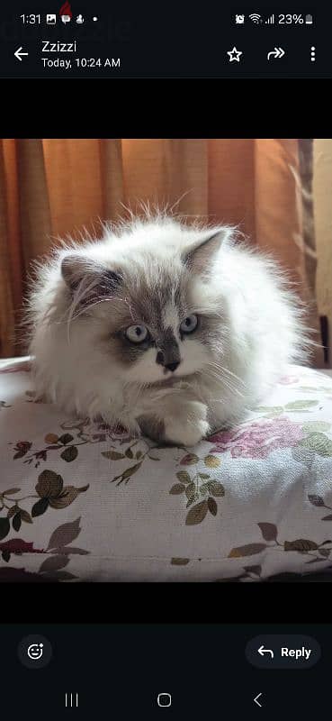 pure breed Ragdoll 3 months kitten 4