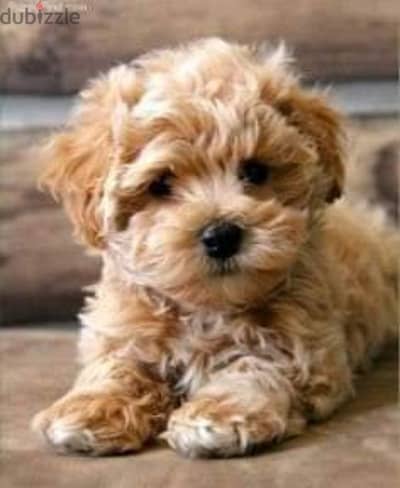 maltipoo