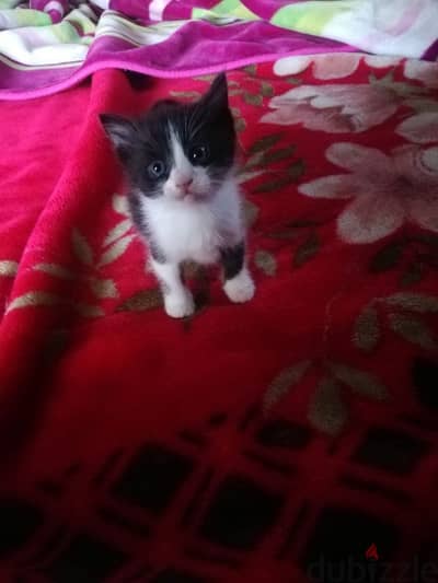 kittens FOR ADOPTION FREE